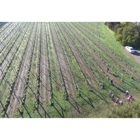 THE TE MUNA WALK martinborough-wine-merchants